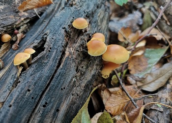 Gefleckter Flämmling (Gymnopilus penetrans) - © Bernard Wieser